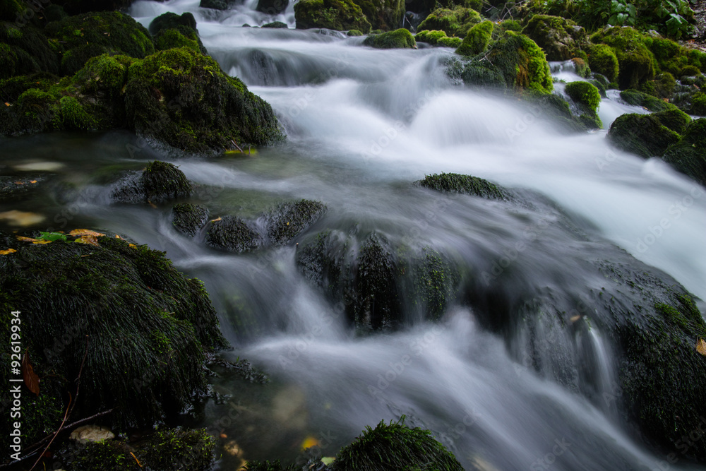 stream in the forest