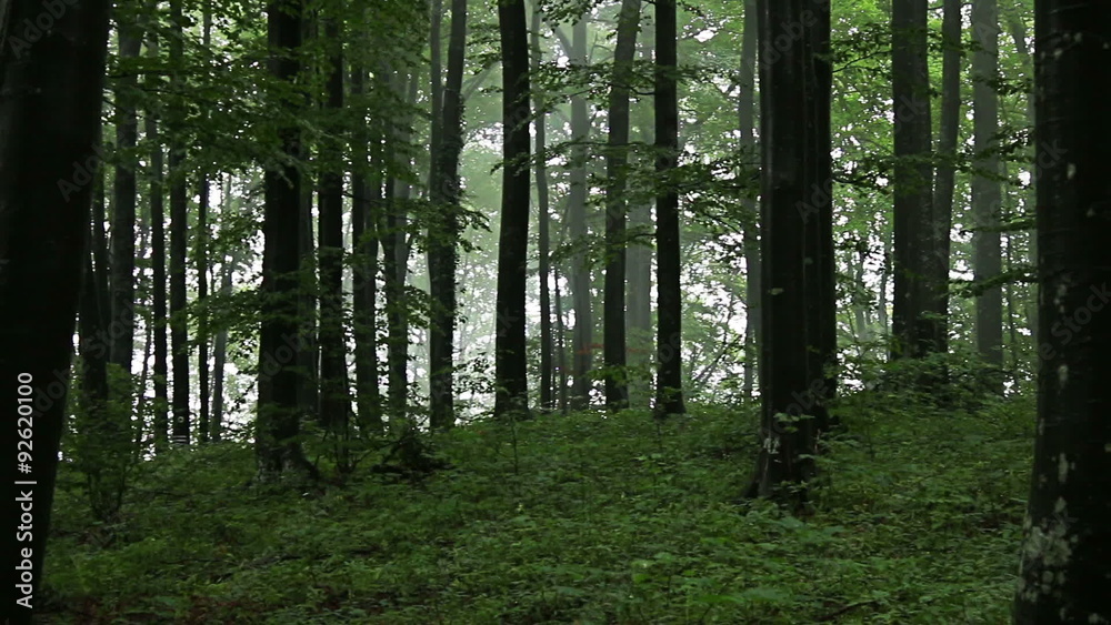 Drifting fog through beech trees and forest Drifting fog through beech trees and forest
