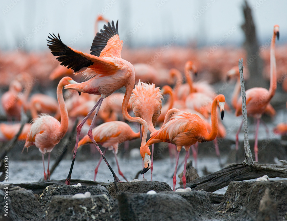 Fototapeta premium The largest colony of the Caribbean flamingo. Cuba. An excellent illustration.