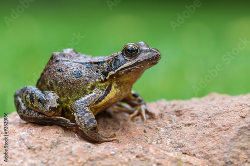 Grass frog © Marek R. Swadzba