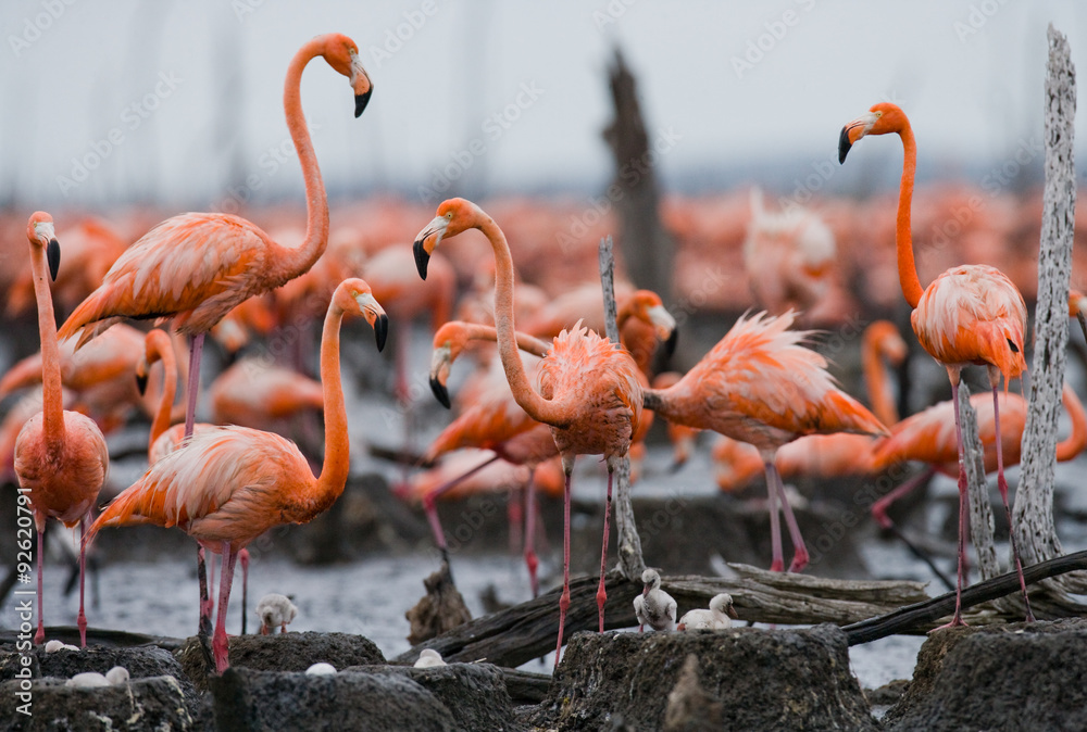 Fototapeta premium The largest colony of the Caribbean flamingo. Cuba. An excellent illustration.