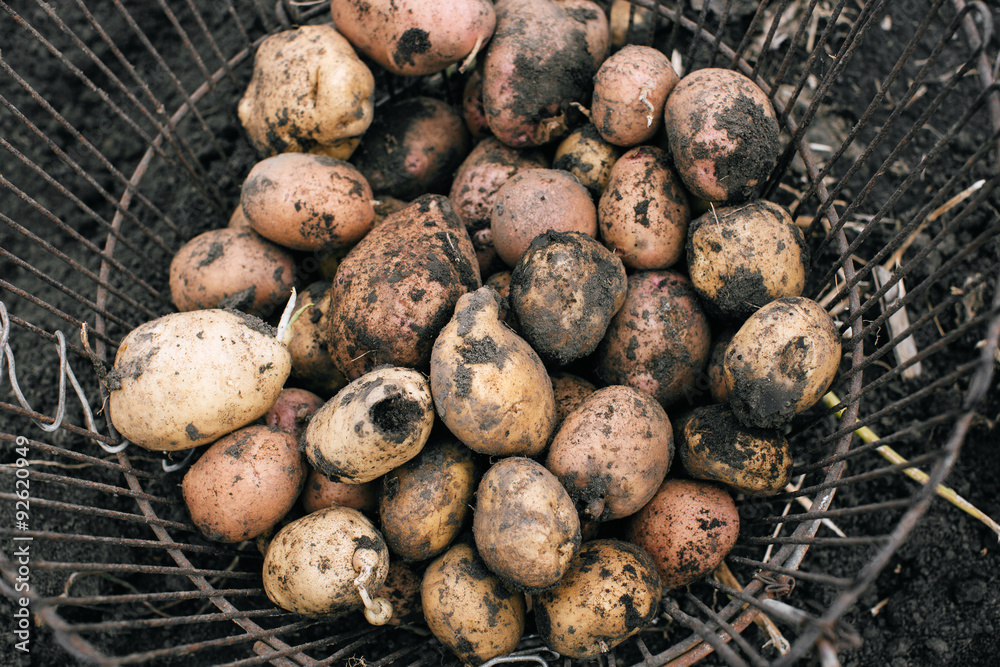 fresh and raw potato on a field, harvest fresh and raw potato on a field, harvest