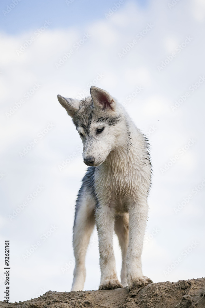 Fototapeta premium щенок