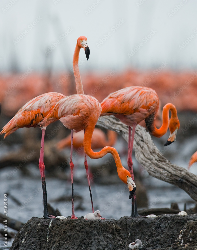 Fototapeta premium Caribbean flamingo on a nest with chicks. Cuba. An excellent illustration.