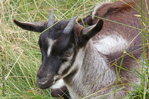 capra