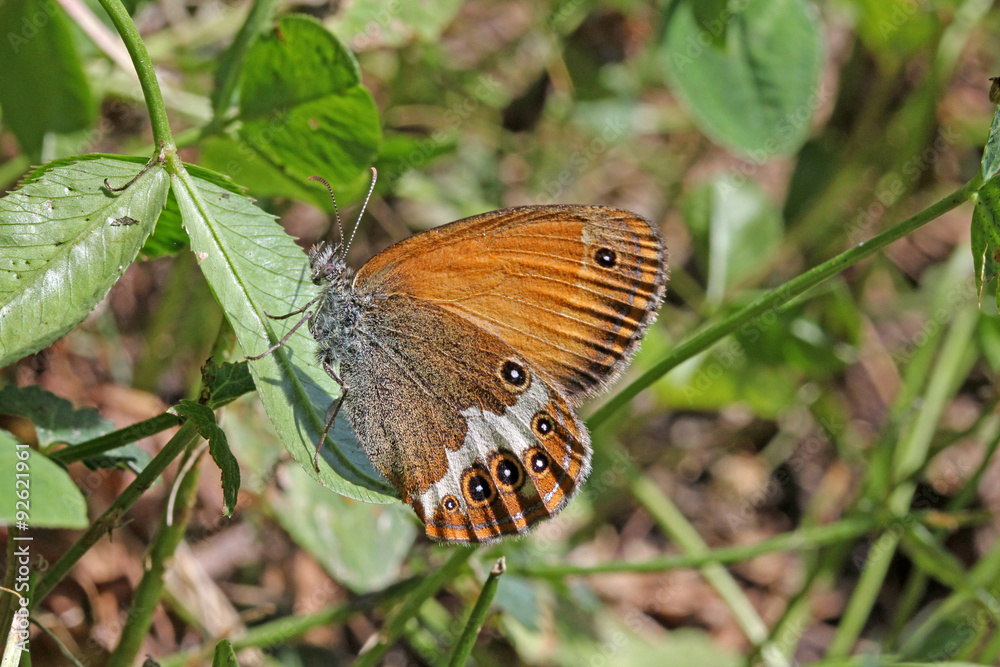 Obraz premium farfalla (coenonympha arcania)