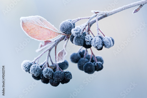 Сhokeberry on a frost