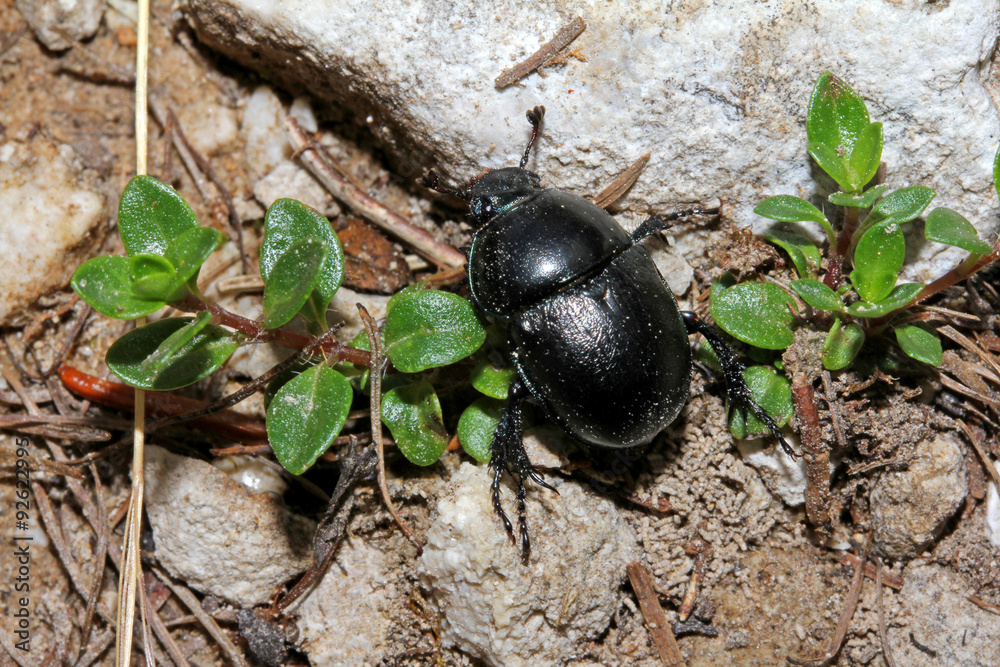 geotrupe (geotrupes) geotrupe (geotrupes)