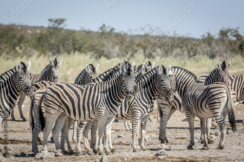 Animals drinking water in a waterhole inside the Etosha National Park  Namibia  Africa