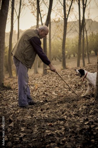 An old man and his dog searching white truffle in a forest