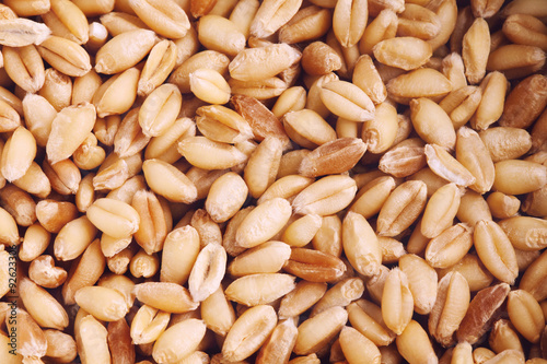 Wheat grains.