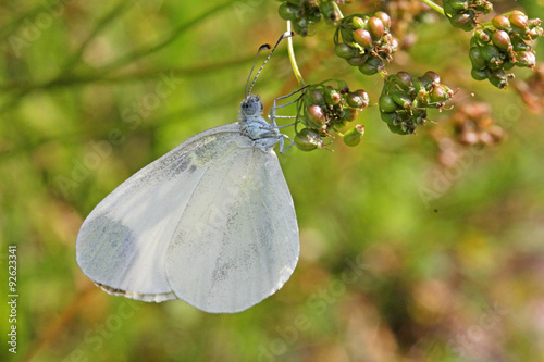 farfalla bianca (leptidea sinapis) photo
