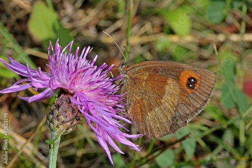 farfalla bruna (erebia aethiops)