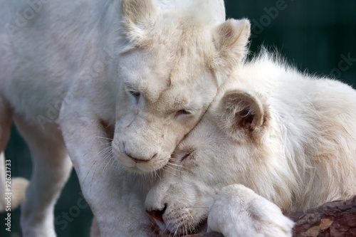 Fototapeta Naklejka Na Ścianę i Meble -  white lion and lioness show each other tenderness and love
