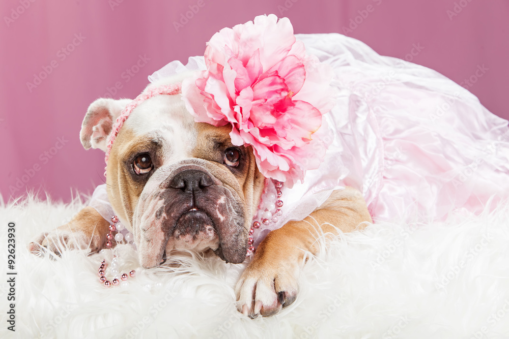 Bulldog Wearing Pink Flower Headband Bulldog Wearing Pink Flower Headband