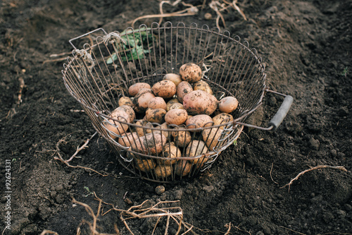 fresh and raw potato on a field, harvest photo