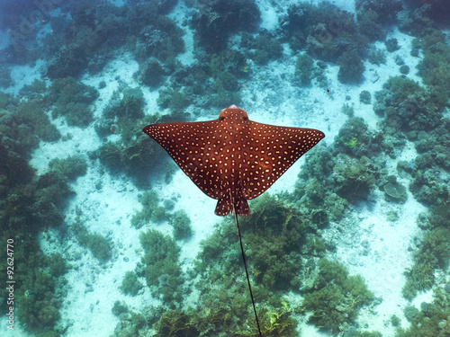 spotted eagle ray