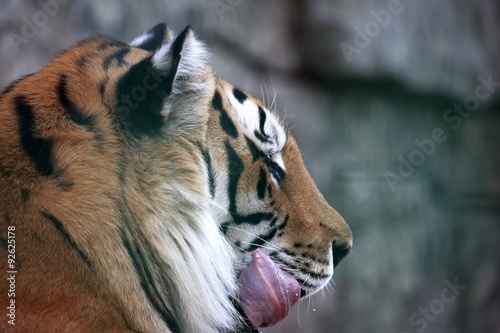 Fototapeta Naklejka Na Ścianę i Meble -  portrait of the Amur tiger licking