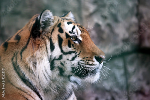 Fototapeta Naklejka Na Ścianę i Meble -  portrait of Amur tiger
