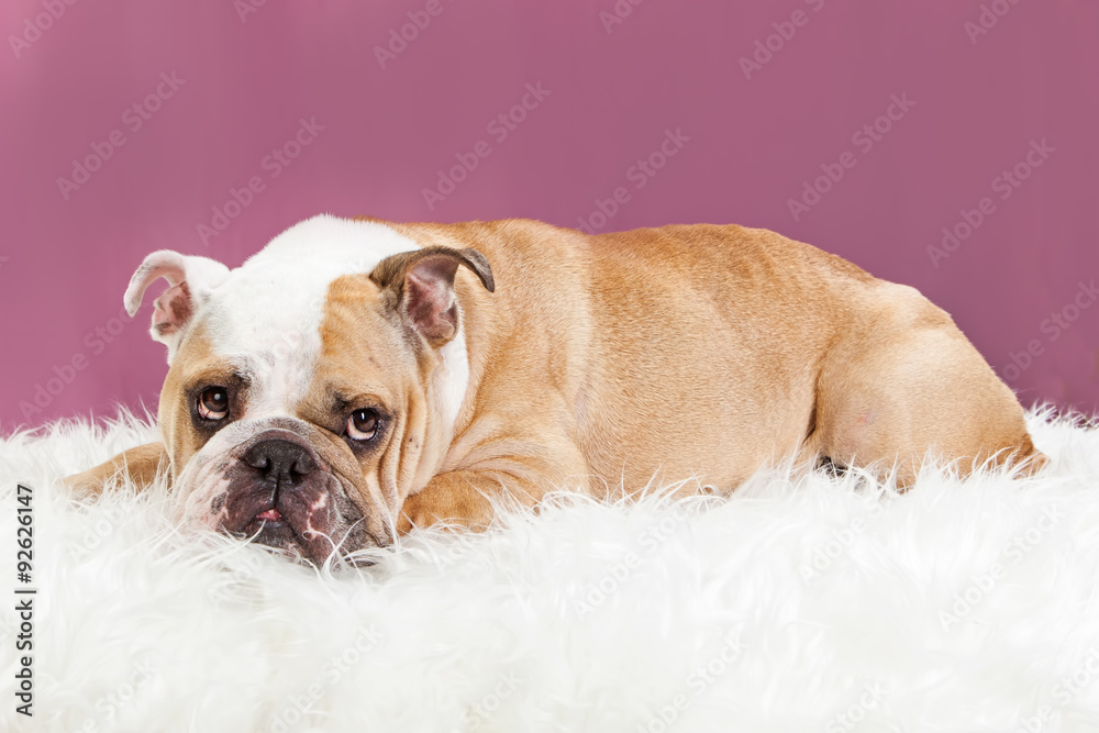 Cute Female Bulldog Laying on Fur Blanket