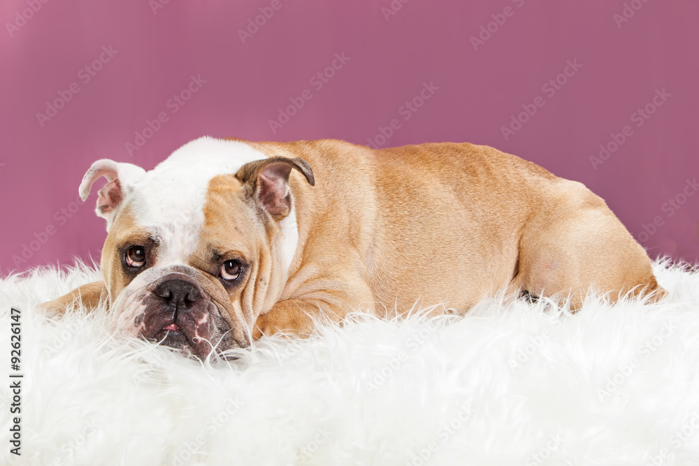 Cute Female Bulldog Laying on Fur Blanket Cute Female Bulldog Laying on Fur Blanket