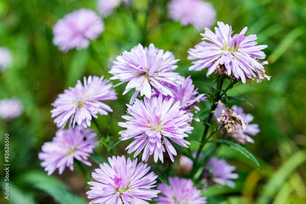 blossom purple in the garden blossom purple in the garden