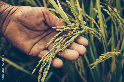 Agriculture. Old hand tenderly touching a young rice in the paddy field. Growing and nuturing rice photo