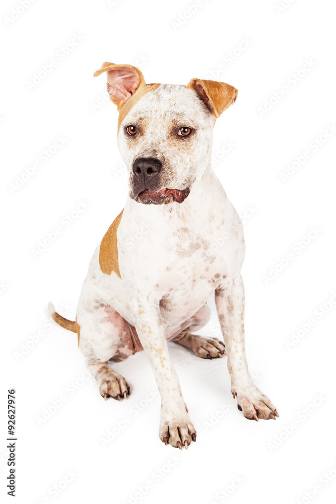 Pit Bull Dog With Funny Expression