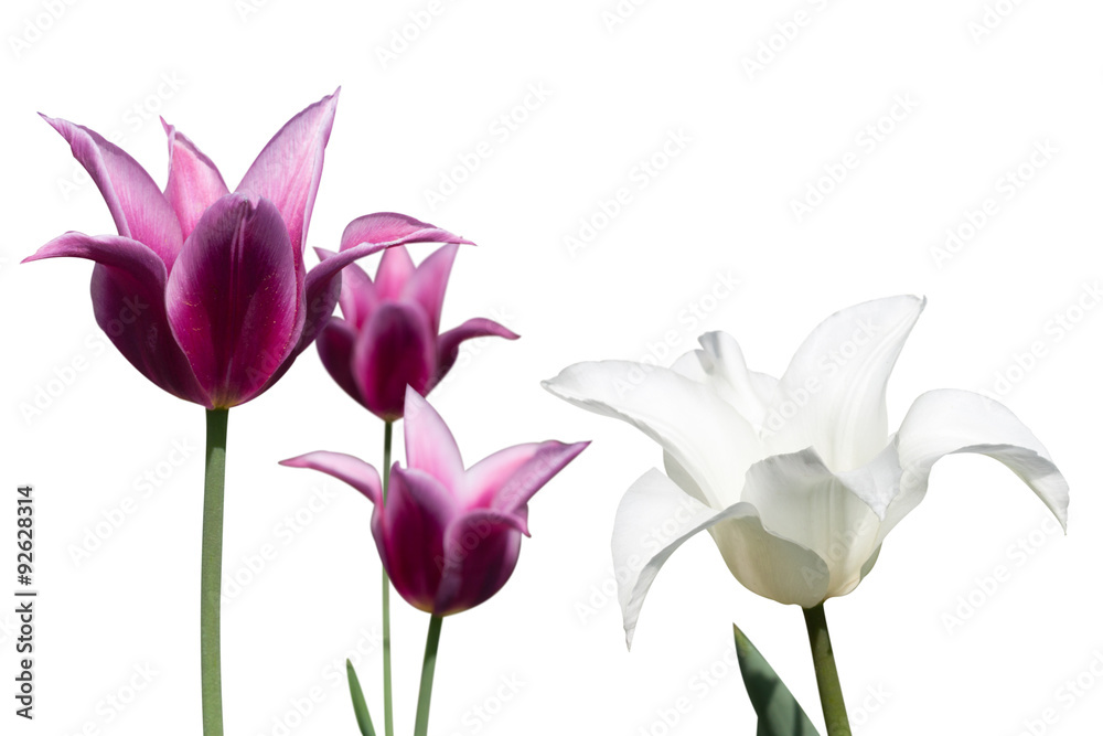 white and violet tulips on white background white and violet tulips on white background