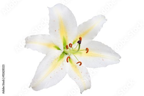 Obraz na płótnie white lily on white background