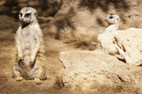 Two Alert meerkats