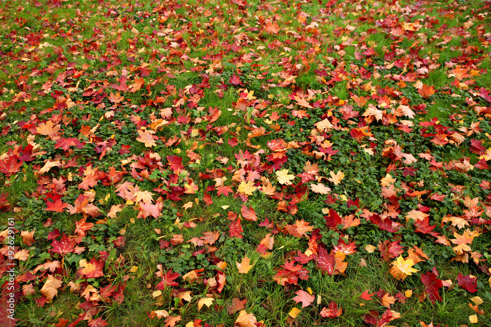 The fallen leaves of the red maple on the green grass