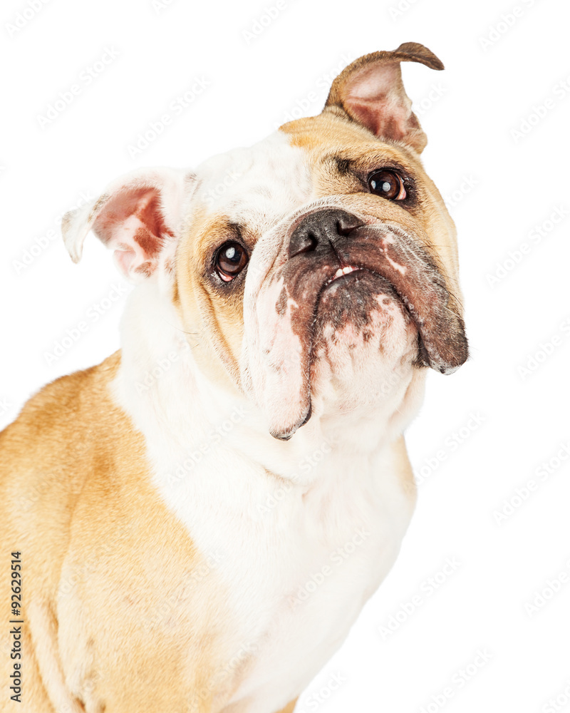 Closeup Adorable English Bulldog Looking Up