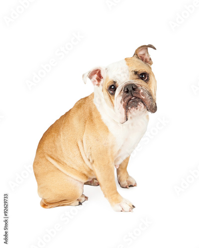 Cute English Bulldog With Sad Expression © adogslifephoto