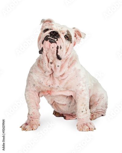 Dog With Skin Rash From Mites