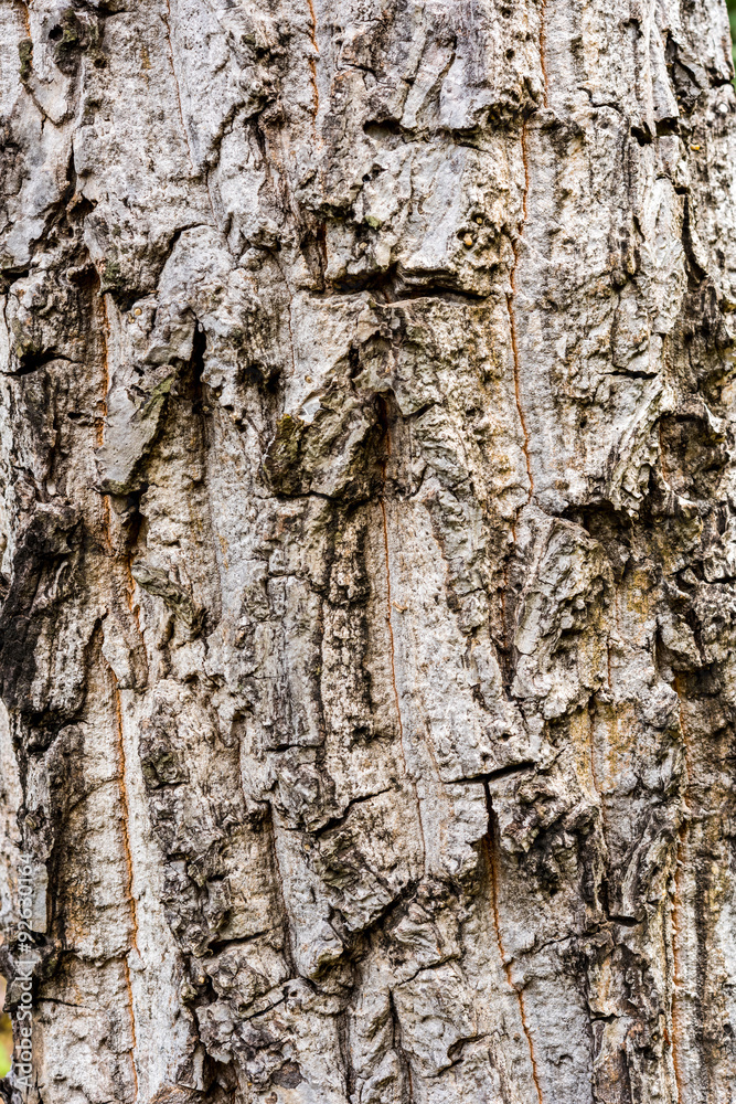 Fototapeta premium Tree bark texture