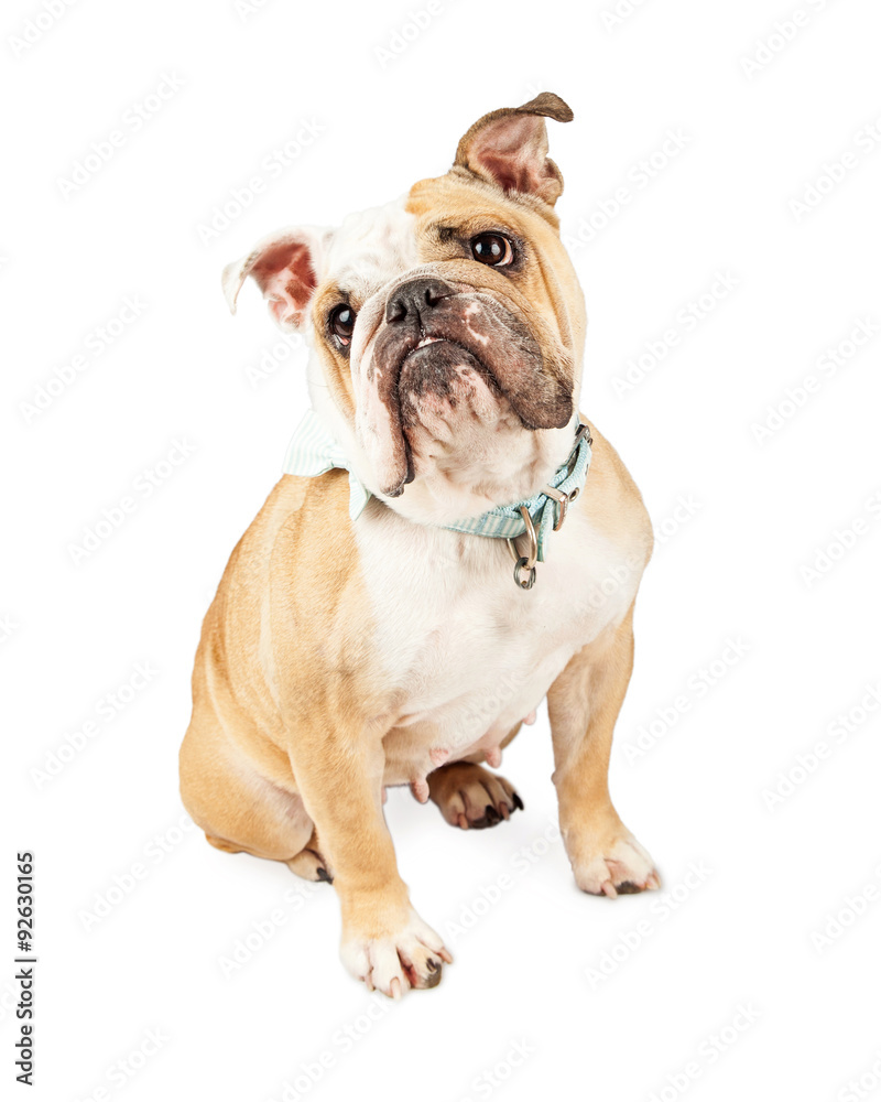 English Bulldog Dog With Sweet Expression
