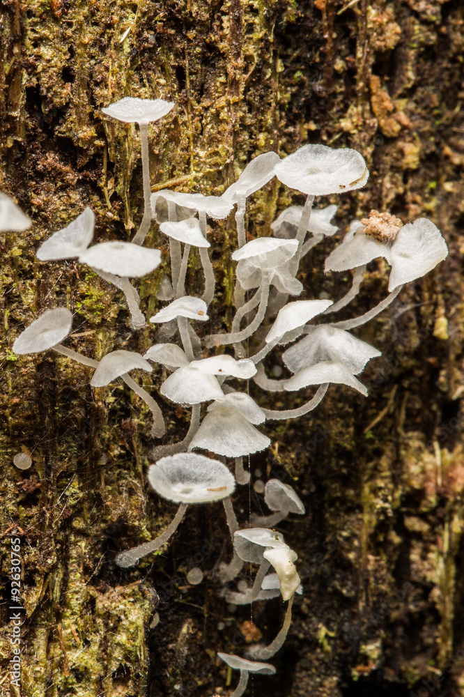 Fototapeta premium Exotic mushroom fungus growing in jungle