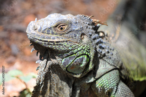 Close-up of green Iguana