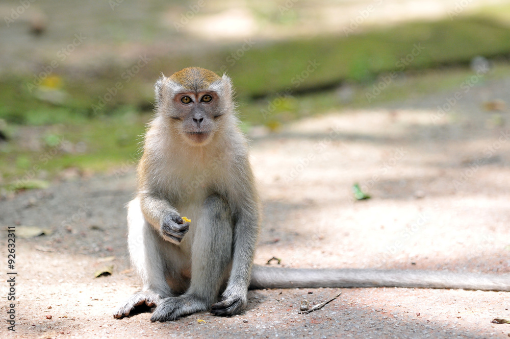 long-tailed macaque, Macaca fascicularis long-tailed macaque, Macaca fascicularis