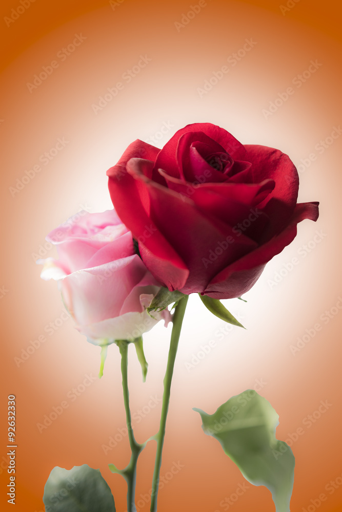 Fototapeta premium Rose isolated