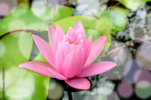 Pink Hardy water-lily  Nymphaea sp. and hybrid  blossom.