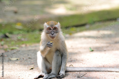 long-tailed macaque  Macaca fascicularis