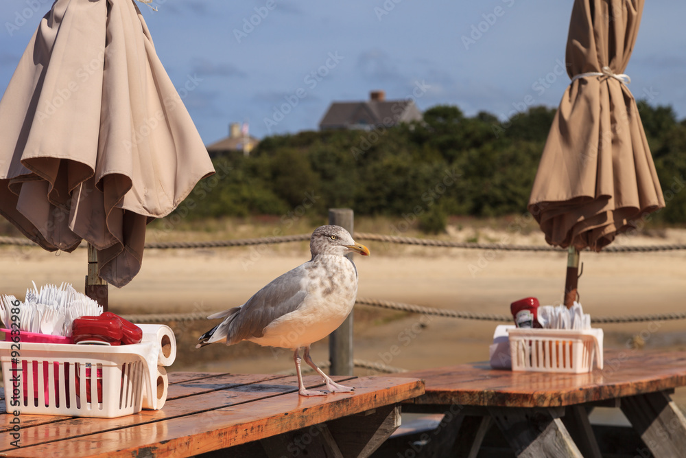 Naklejka premium Seagull on a picnic table looking for scraps on Cape Cod in summer