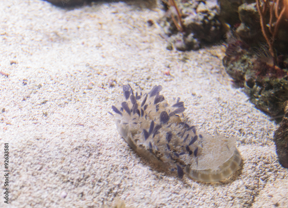 Fototapeta premium Upside down jellyfish, Cassiopea, can be seen in Florida and the Caribbean. 
