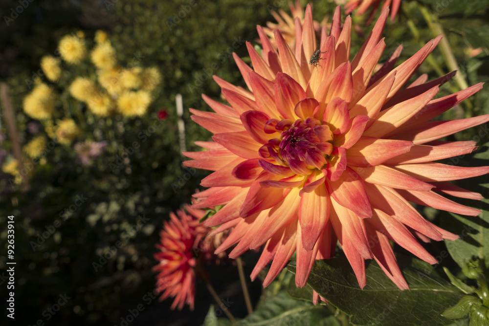 Obraz premium Orange Dahlia in a Flower Garden