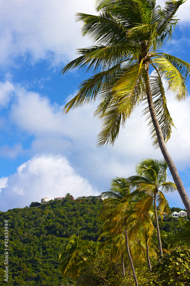 Scenic landscape of tropical island, Thomas Island, US Virgin Islands. Coconut palms with mountains and residential houses against a cloudy blue sky. Scenic landscape of tropical island, Thomas Island, US Virgin Islands. Coconut palms with mountains and residential houses against a cloudy blue sky.