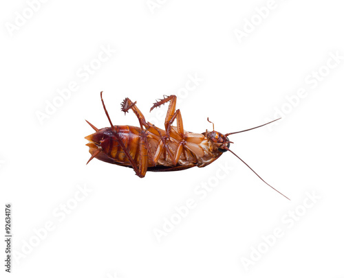 insect dead cockroach bug on white background. isolated