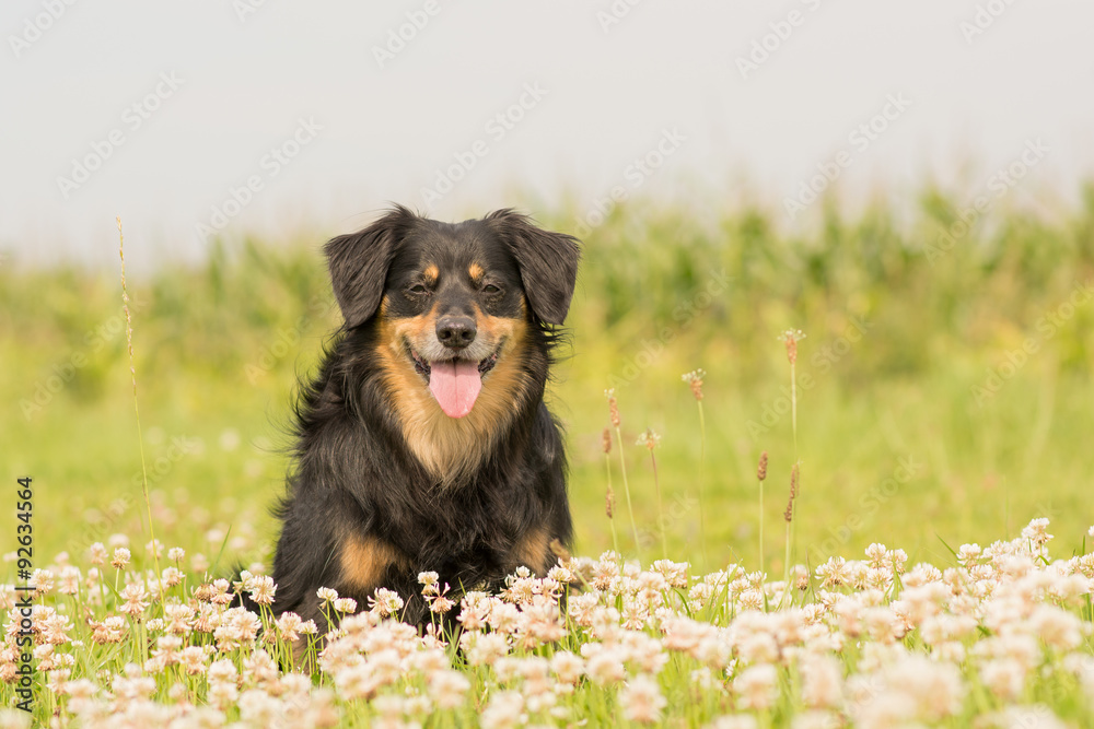 Dog sitting in a flower meadow and looks happy Dog sitting in a flower meadow and looks happy