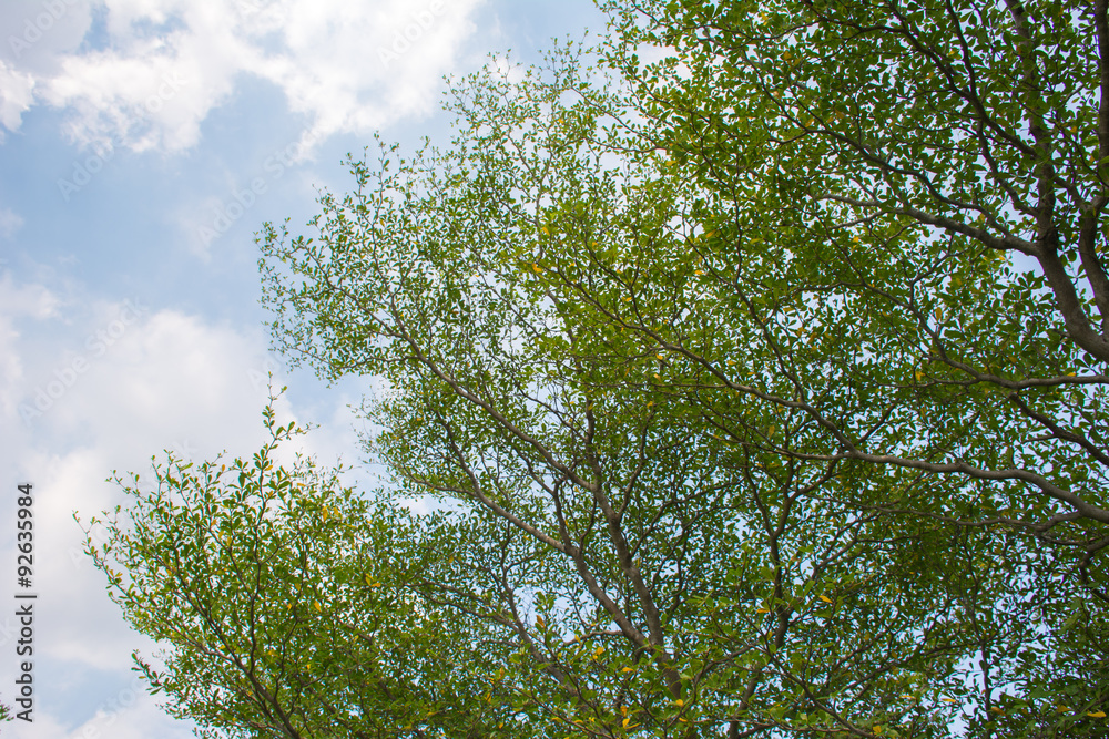 Fototapeta premium Under the tree with beautful blue sky.